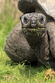 Tortoises Prints: Seychelles Giant Tortoise (Geochelone gigantea) adult