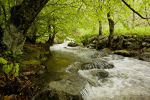 Forested Prints: Shady stream flowing through woodland habitat, Pirin N. P. Pirin Mountains, Bulgaria, may