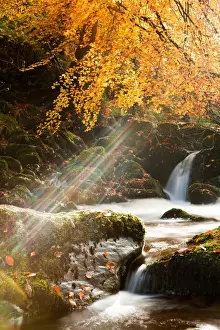 Colour Prints: Shafts of sunlight breaking through Common Beech (Fagus sylvatica) branches and leaves above small waterfall