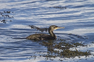 Phalacrocorax Prints: Shag swimming in seaweed