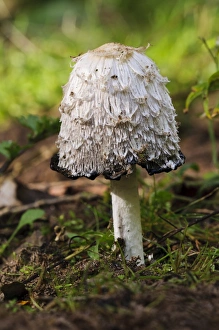 Shaggy Ink Cap (Coprinus comatus) fruiting body, with cap edge beginning to deliquesce, Lound, Nottinghamshire