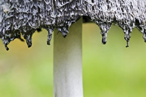 Shaggy Ink Cap (Coprinus comatus) fruiting body, close-up of cap edge beginning to deliquesce, Lound, Nottinghamshire