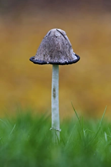 Shaggy Ink Cap (Coprinus comatus) fruiting body, with cap beginning process of liquefaction, growing in grass