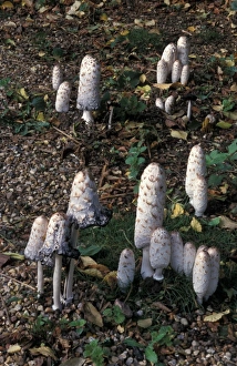 Inkcap Prints: Shaggy Ink Cap Fungi (Coprinus comatus)