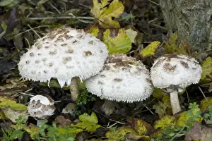 Shaggy Parasol (Macrolepiota rhacodes) fruiting bodies, growing in deciduous woodland