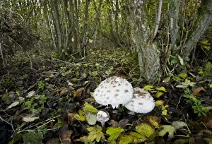 Shaggy Parasol (Macrolepiota rhacodes) fruiting bodies, growing in deciduous woodland habitat