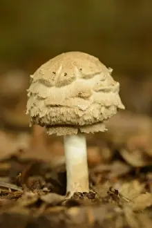 Shaggy Parasol (Macrolepiota rhacodes) fruiting body, growing amongst leaf litter, Admaston, Staffordshire, England