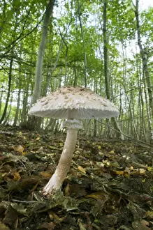 Shaggy Parasol (Macrolepiota rhacodes) fruiting body, growing amongst leaf litter in woodland, Kings Wood, Challock
