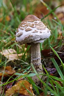 Shaggy Parasol (Macrolepiota rhacodes) newly emerged fruiting body, growing amongst fallen leaves on lawn