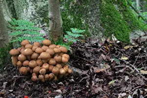 Inedible Prints: Shaggy Scalycap (Pholiota squarrosa) fruiting bodies