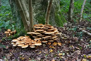 Shaggy Scalycap (Pholiota squarrosa) fruiting bodies, growing at base of Rowan (Sorbus aucuparia) in woodland