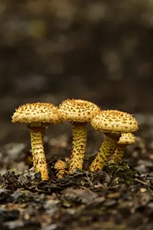 Shaggy Scalycap (Pholiota squarrosa) fruiting bodies, growing on woodland floor, Cannock Chase, Staffordshire, England