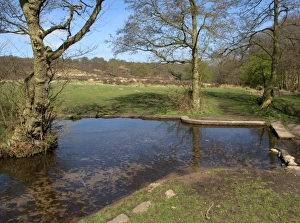 Mixed Prints: Shallow stream at edge of woodland and heathland habitat