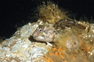 Blenny Prints: Shanny (Lipophrys pholis) adult, Bournemouth, Dorset, England, July