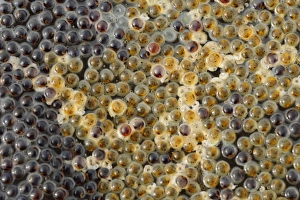 Details Prints: Shanny (Lipophrys pholis) eggs
