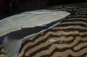 West Papua Prints: Sharksucker (Echeneis naucrates) adult