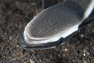 Sharksucker (Echeneis naucrates) adult, close-up of head with suction disk, on black sand, Lembeh Straits, Sulawesi