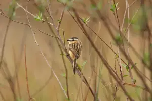 Formosa Prints: Sharp-tailed Grass-tyrant (Culicivora caudacuta) adult