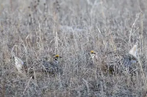 Sharp-tailed Grouse (Tympanuchus phasianellus) two adult males, displaying on lek at dawn, Sandhills, Nebraska, U. S. A. april