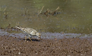 Plateau Prints: Sharp-tailed Sandpiper (Calidris acuminata) adult