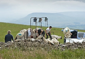 Shepherd Prints: Shearing sheep using mobile shearing unit, Dufton, Cumbria, England, july