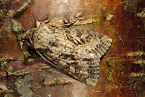 Noctuids Prints: The Shears (Hada plebeja) adult, resting on tree bark, Powys, Wales, June