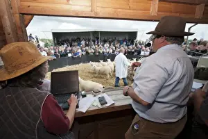 Ring Prints: Sheep farming, auctioneer selling breeding ewes in auction ring at sale