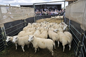 Ring Prints: Sheep farming, breeding ewes penned beside auction ring