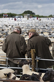 Farmer Prints: Sheep farming, two elderly farmers talking amongst pens at sale