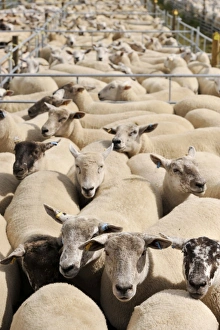 Mart Prints: Sheep farming, ewes in pens, waiting to be sold at sale