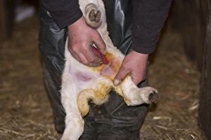 Jobs Prints: Sheep farming, farmer applying Orf vaccine to lamb, Chipping, Lancashire, England, May