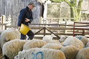 Shepherd Prints: Sheep farming, farmer with bucket