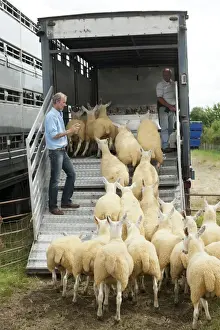 Vehicle Prints: Sheep farming, farmer counting and loading sheep into livestock trailer at sale