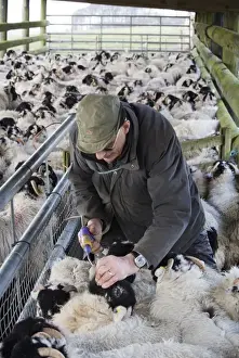 : Sheep farming, farmer dosing away wintered Swaledale hoggs with vitamins, England, January