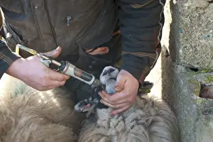 Swaledale Prints: Sheep farming, farmer dosing Swaledale ewes with multi-vitamins