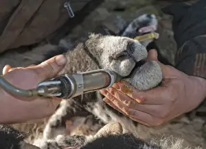 Sheep farming, farmer dosing Swaledale ewes with multi-vitamins, Chipping, Lancashire, England, february