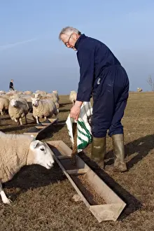Shepherd Prints: Sheep farming, farmer feeding Welsh ewes concentrates from bag, England, march