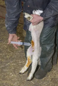Hand Prints: Sheep farming, farmer injecting glucose solution into stomach of comatose lamb