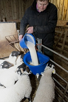 Indoor Prints: Sheep farming, farmer pouring milk into bucket feeder
