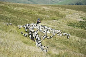 : Sheep farming, farmer on quadbike