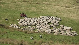 Quads Prints: Sheep farming, farmer on quadbike with sheepdogs
