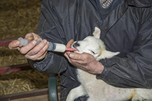 Hand Prints: Sheep farming, farmer tubing lamb