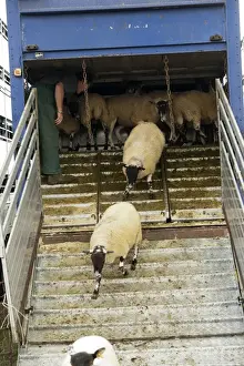 Vehicle Prints: Sheep farming, farmer unloading sheep from livestock trailer at sale