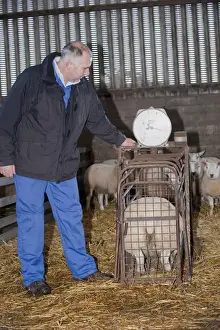 Crates Prints: Sheep farming, farmer weighing Beltex lambs prior to being taken to auction mart