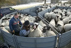 Sheep farming, farmers drenching and vaccinating suffolk cross ewe lambs, Hyde Heath, Buckinghamshire, England
