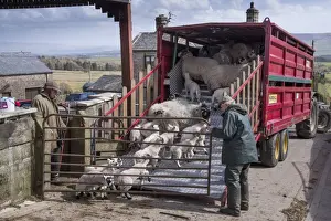 Jobs Prints: Sheep farming, farmers loading ewes and lambs onto livestock trailer in farmyard