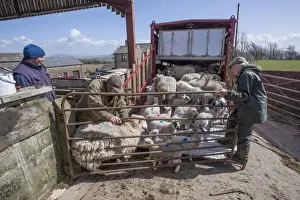 Sheep farming, farmers loading ewes and lambs onto livestock trailer in farmyard, Chipping, Lancashire, England, April