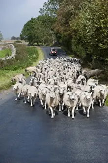 : Sheep farming, flock being moved down narrow country road by shepherd on quadbike