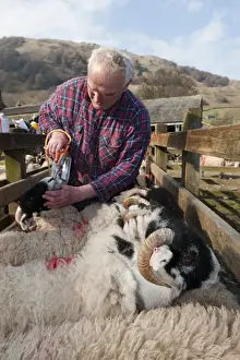Shepherd Prints: Sheep farming, hill farmer dosing hoggs which have returned from winter keep