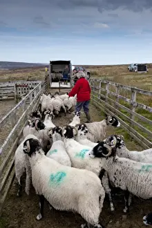 Transports Prints: Sheep farming, hill farmer loading Swaledale flock from pens onto trailer after fell gather